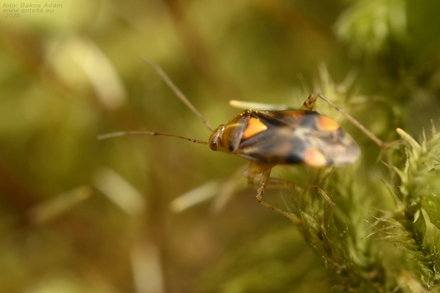 Liocoris tripustulatus - hárompettyes mezeipoloska