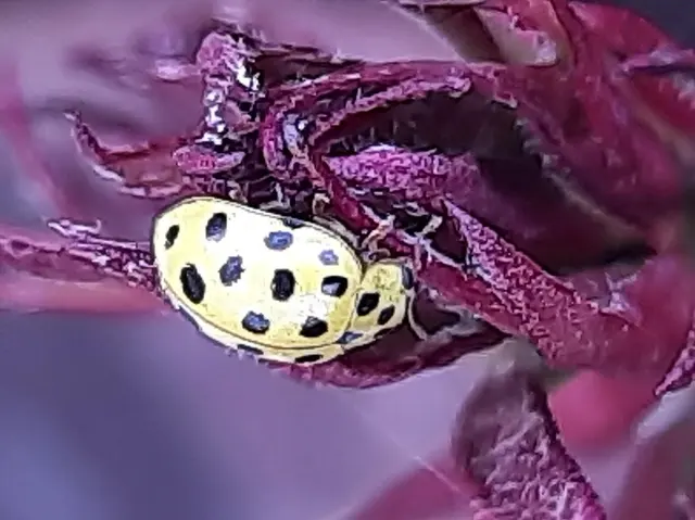 Psyllobora vigintiduopunctata - huszonkétpettyes katica