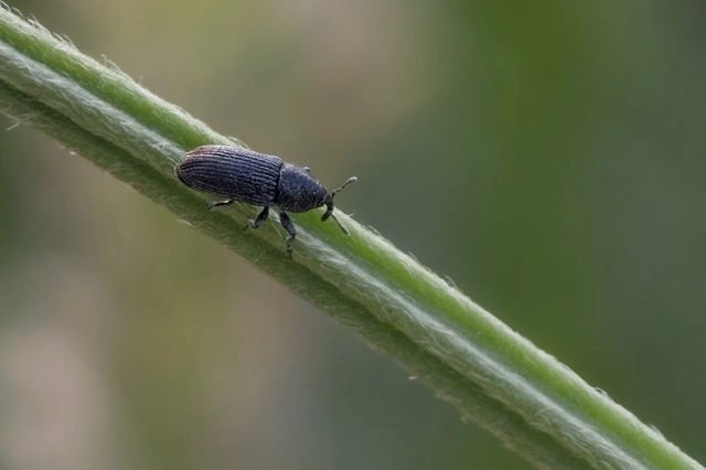 Mecinus pyraster - szélesnyakú útifűormányos