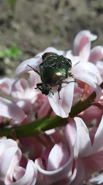 Cetonia aurata - aranyos virágbogár