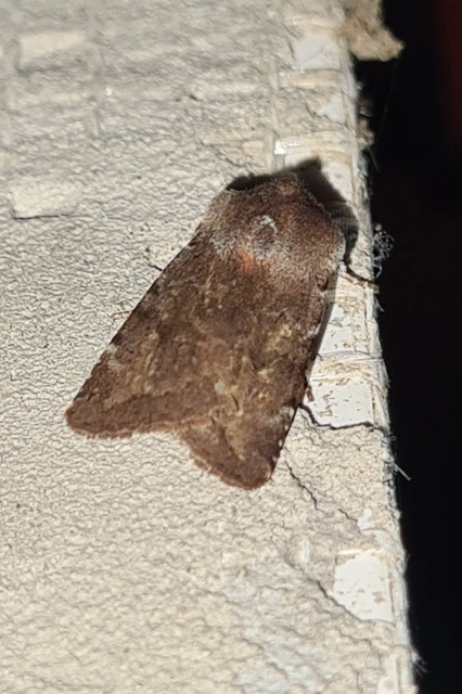 Cerastis rubricosa - vörhenyes tavaszibagoly