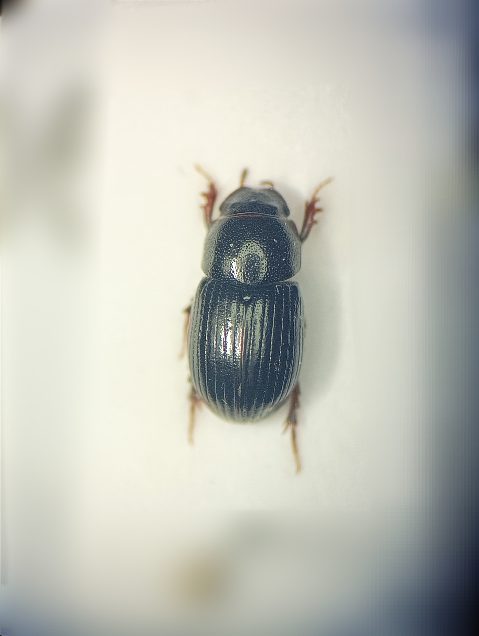Parammoecius corvinus