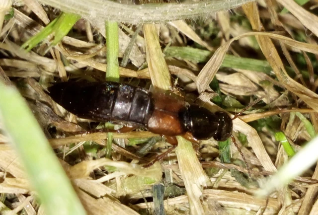 Ocypus fulvipennis - vörösszárnyú holyva