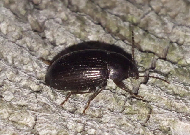 Nalassus dermestoides - rövidszárnyú gyászbogár