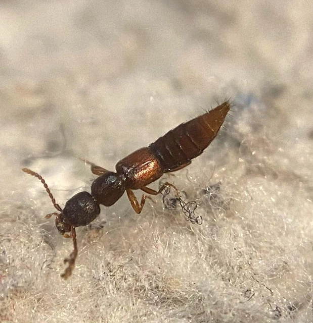 Medon fusculus - barnás lombholyva