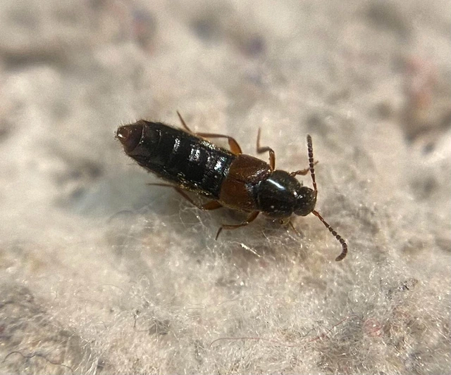 Aleochara erythroptera - vörösszárnyú fürkészholyva