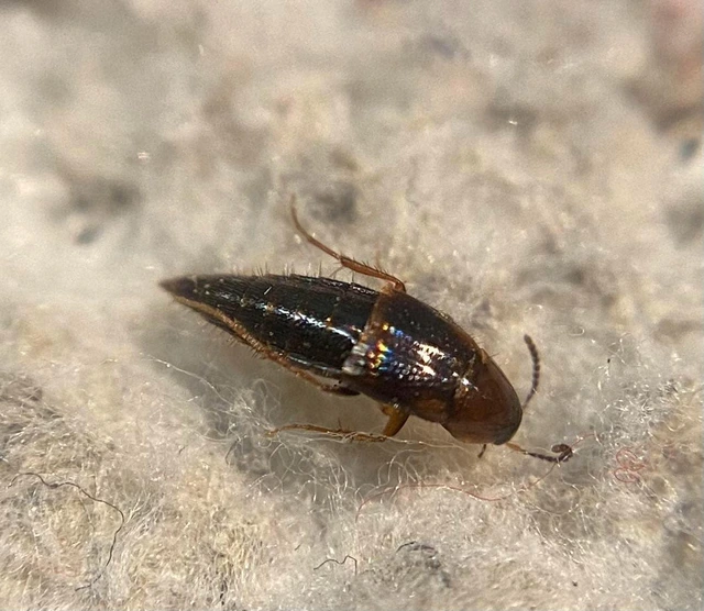 Mycetoporus rufescens - vöröses gombászholyva Mycetoporus rufescens - vöröses gombászholyva