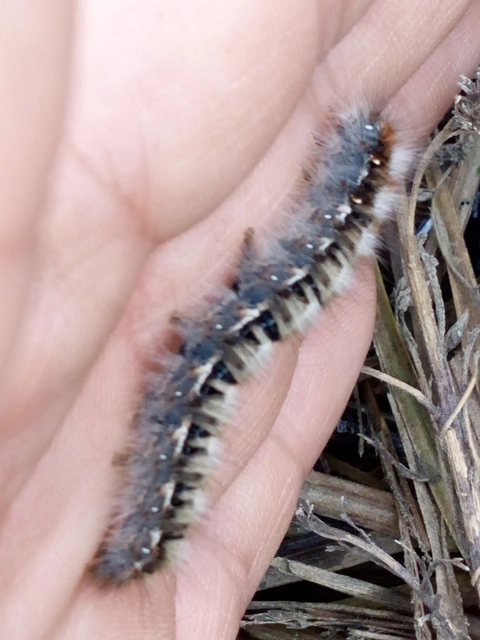 Lasiocampa quercus - tölgyfaszövő