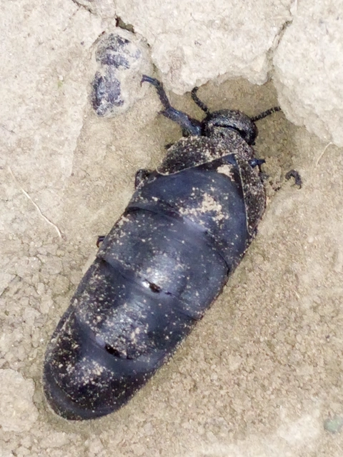 Meloe cicatricosus - óriásnünüke