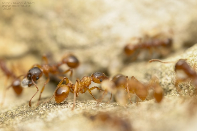 Myrmica ruginodis - erdei bütyköshangya