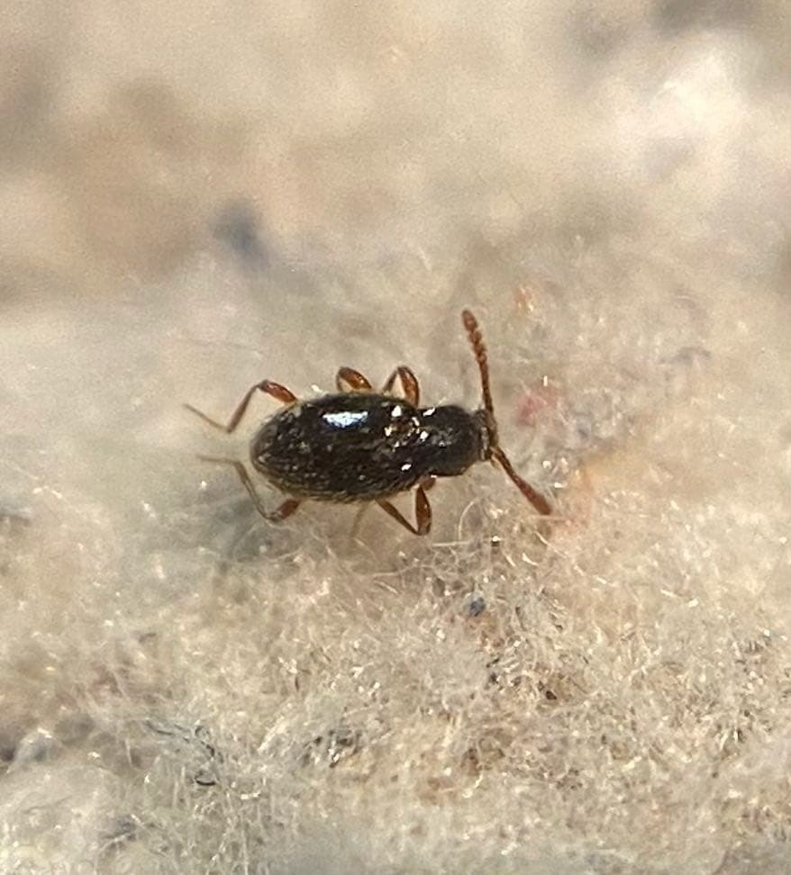 Nevraphes angulatus - szegettnyakú gödörkésbogár