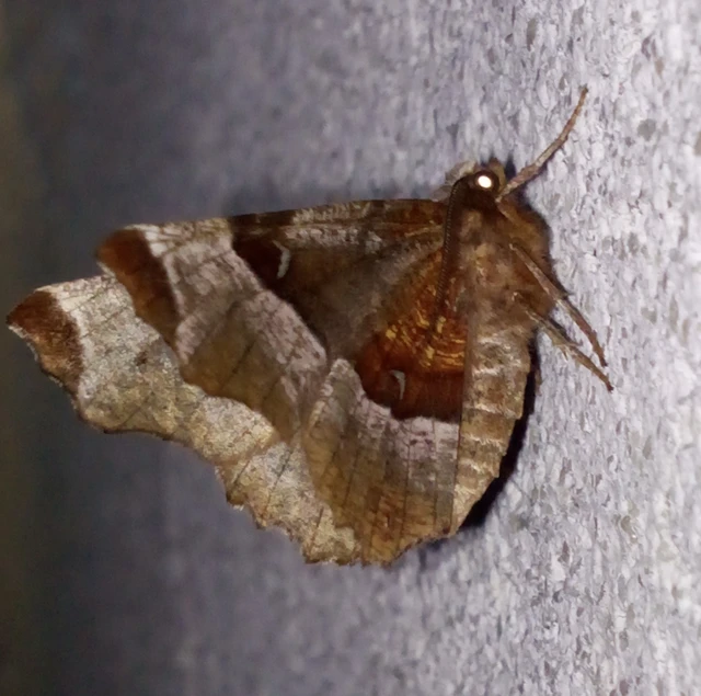 Selenia tetralunaria - négyfoltos holdasaraszoló