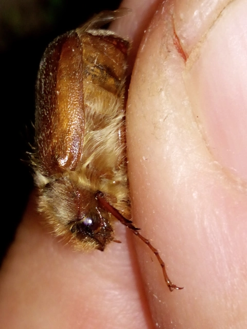 Holochelus vernus - tavaszi cserebogár