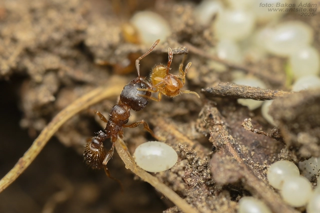 Solenopsis fugax - tolvajhangya