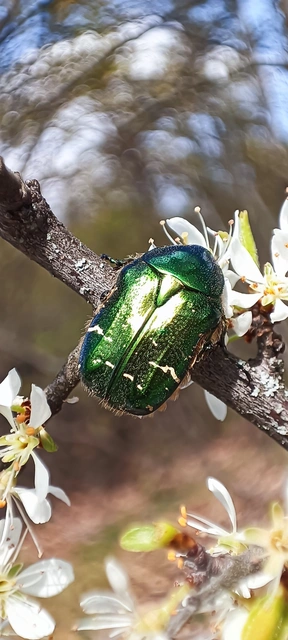 Cetonia aurata - aranyos virágbogár