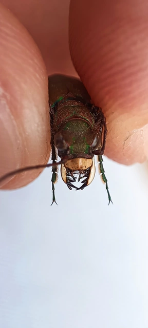 Cicindela campestris - mezei homokfutrinka