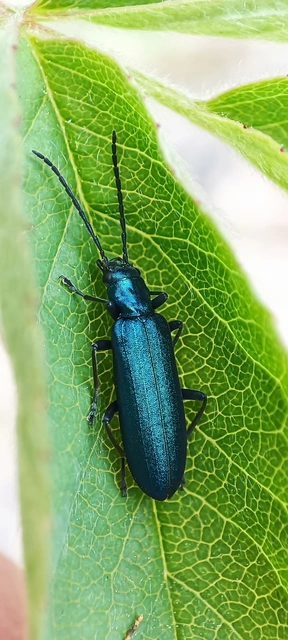 Ischnomera