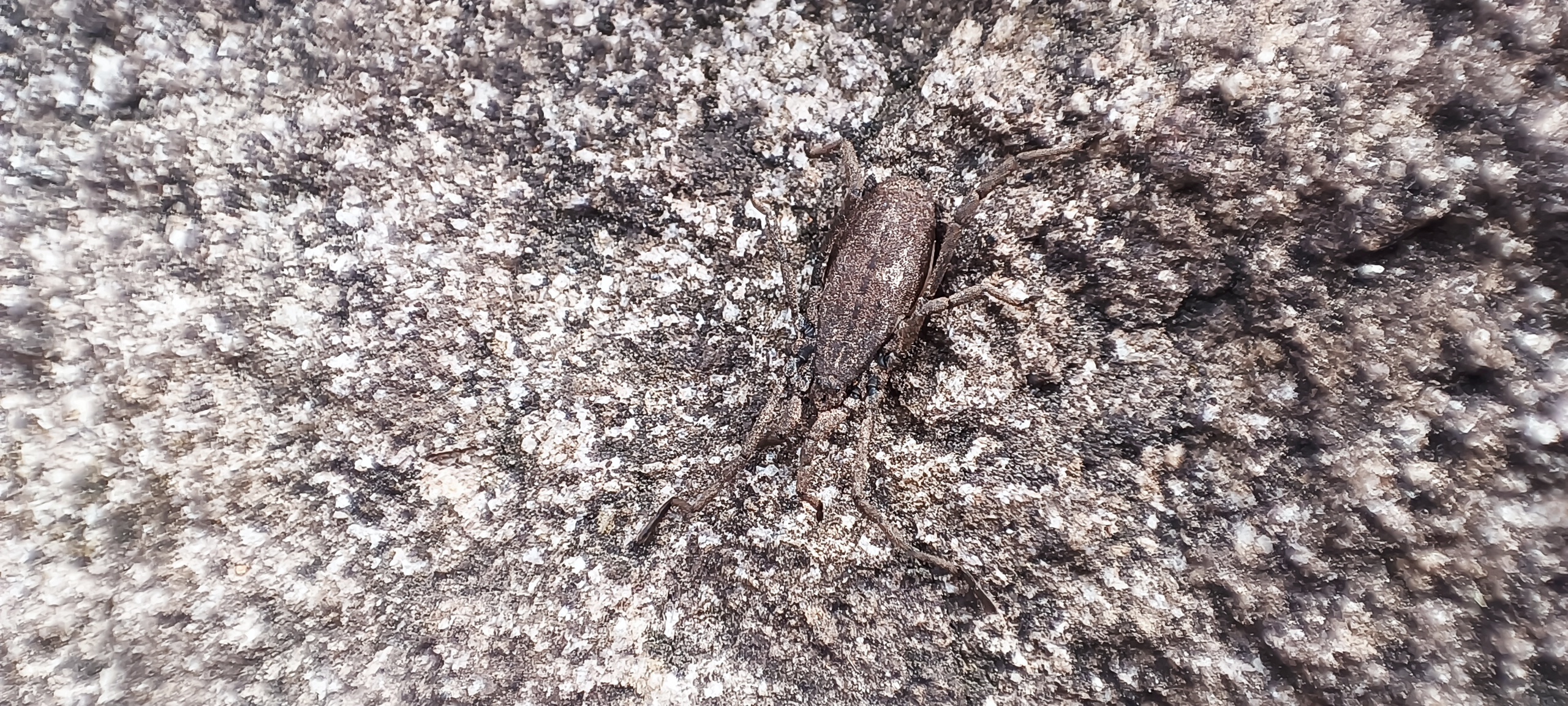 Trogulus