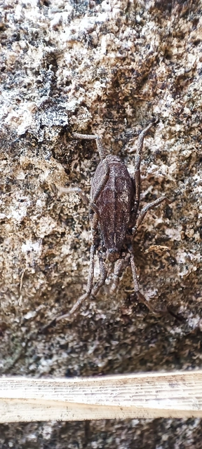 Opiliones - Kaszáspókok