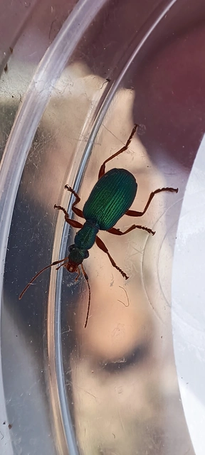 Drypta dentata - atlaszfutó