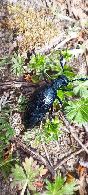 Meloe proscarabaeus - közönséges nünüke