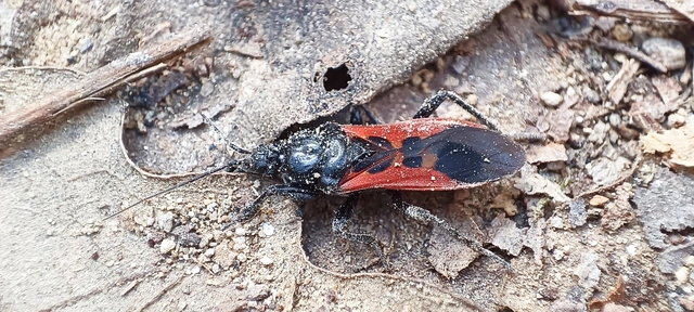 Peirates hybridus - foltos rablópoloska