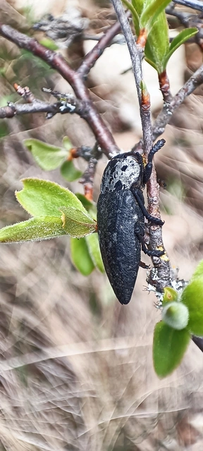 Capnodis tenebrionis - kökény-tükrösdíszbogár