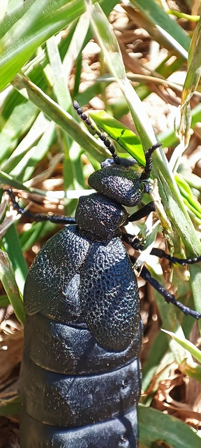 Meloe cicatricosus - óriásnünüke