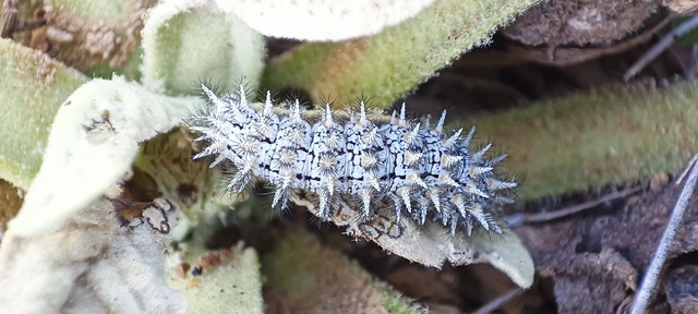 Melitaea trivia - kis tarkalepke