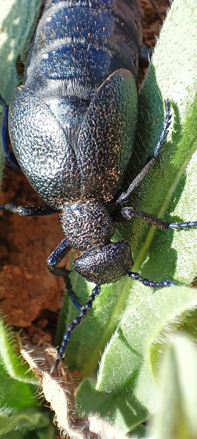 Meloe proscarabaeus - közönséges nünüke