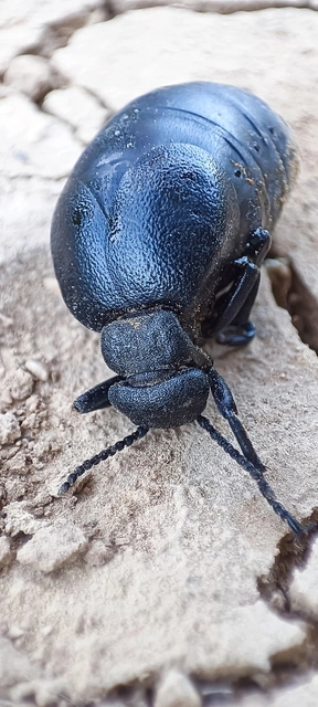 Meloe scabriusculus - érdes nünüke