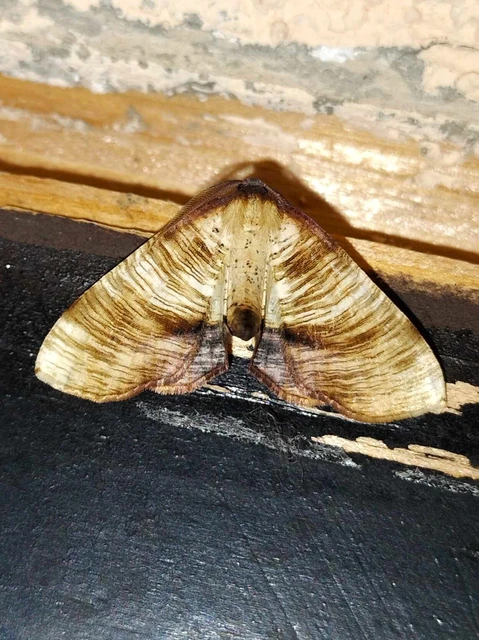 Plagodis dolabraria - baltaszárnyú araszoló