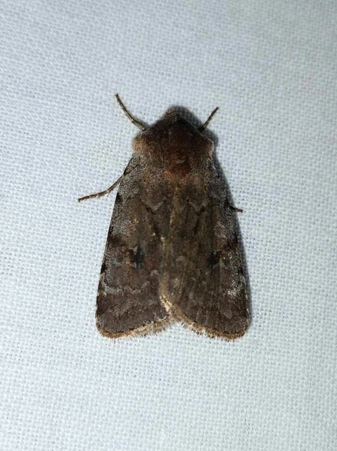 Cerastis rubricosa - vörhenyes tavaszibagoly