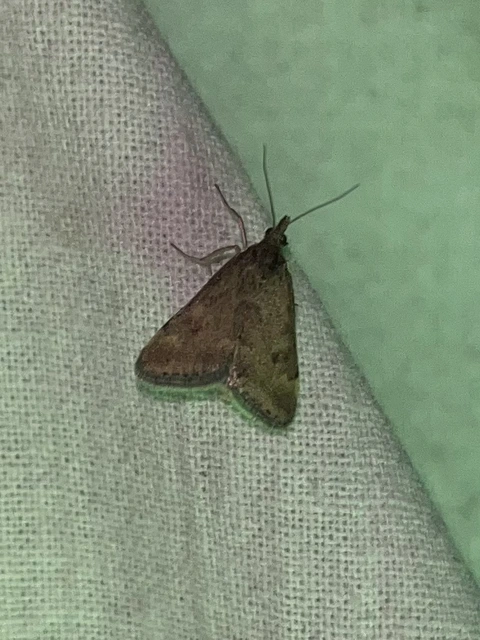 Pyrausta despicata - réti bíbormoly
