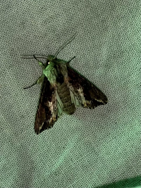 Egira conspicillaris - változékony szürkebagoly