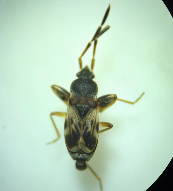 Scolopostethus Scolopostethus