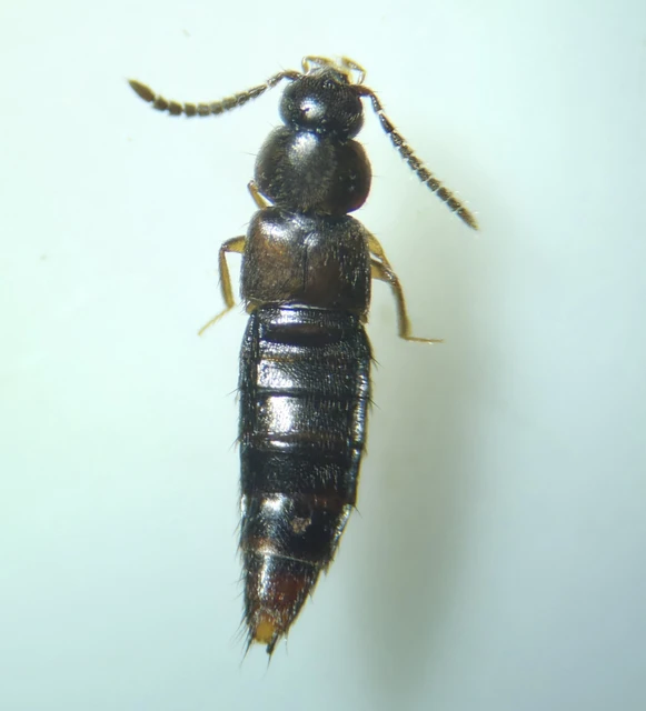 Acrotona troglodytes - hegyi komposztholyva