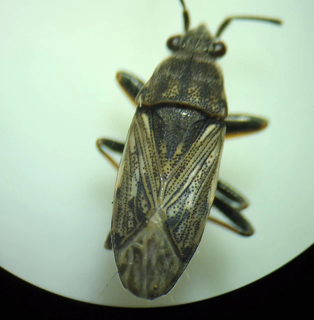 Peritrechus