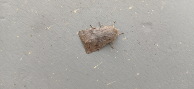 Orthosia populeti - nyárfa-barkabagoly