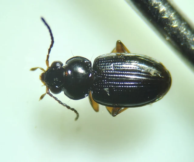 Bembidion mannerheimii - egyszínű gyorsfutó
