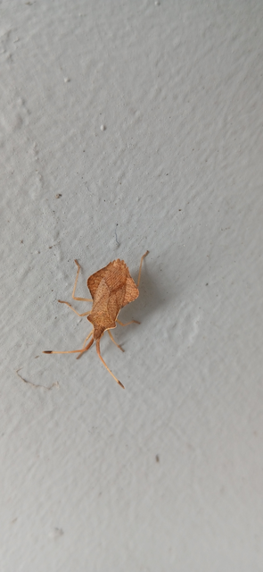 Syromastus rhombeus - vitorlás karimáspoloska