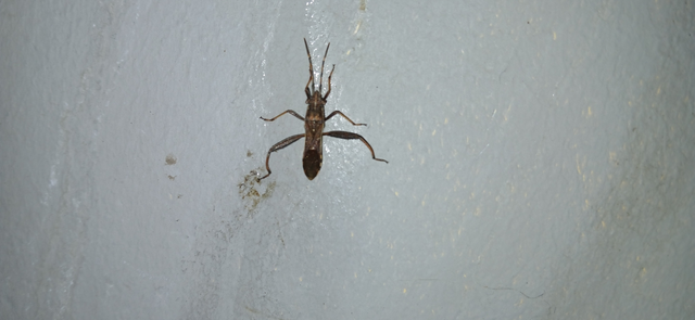 Camptopus lateralis - görbelábú karimáspoloska