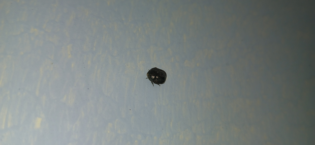 Thyreocoris scarabaeoides - fémes földipoloska