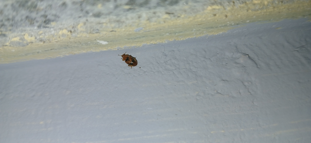Coccidula scutellata - mocsári félböde