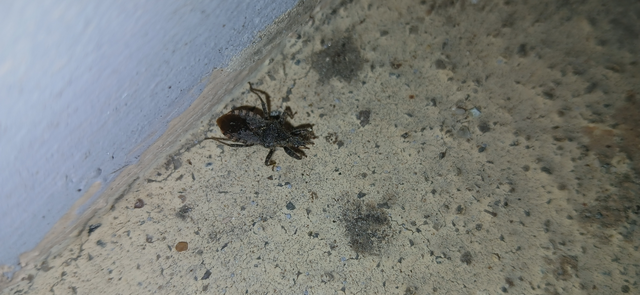 Coranus