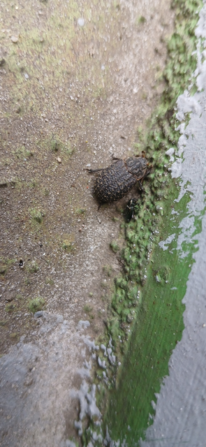 Trox sabulosus - közönséges irhabogár