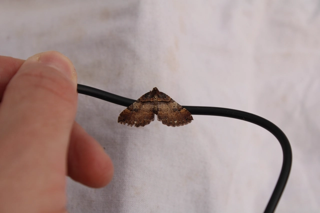Earophila badiata - csipkerózsa-araszoló