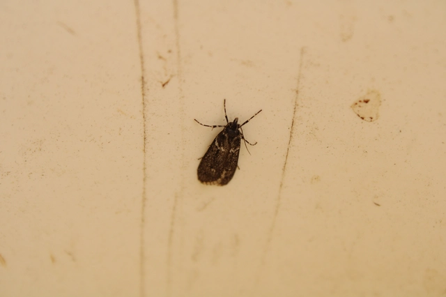 Diurnea fagella - szürke tavaszimoly