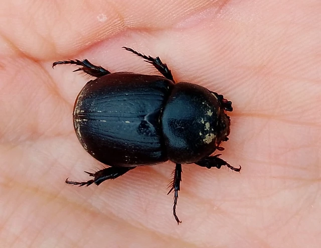 Pentodon idiota - butabogár
