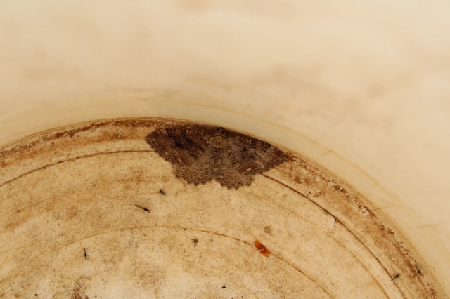 Hydria cervinalis - őzbarna araszoló